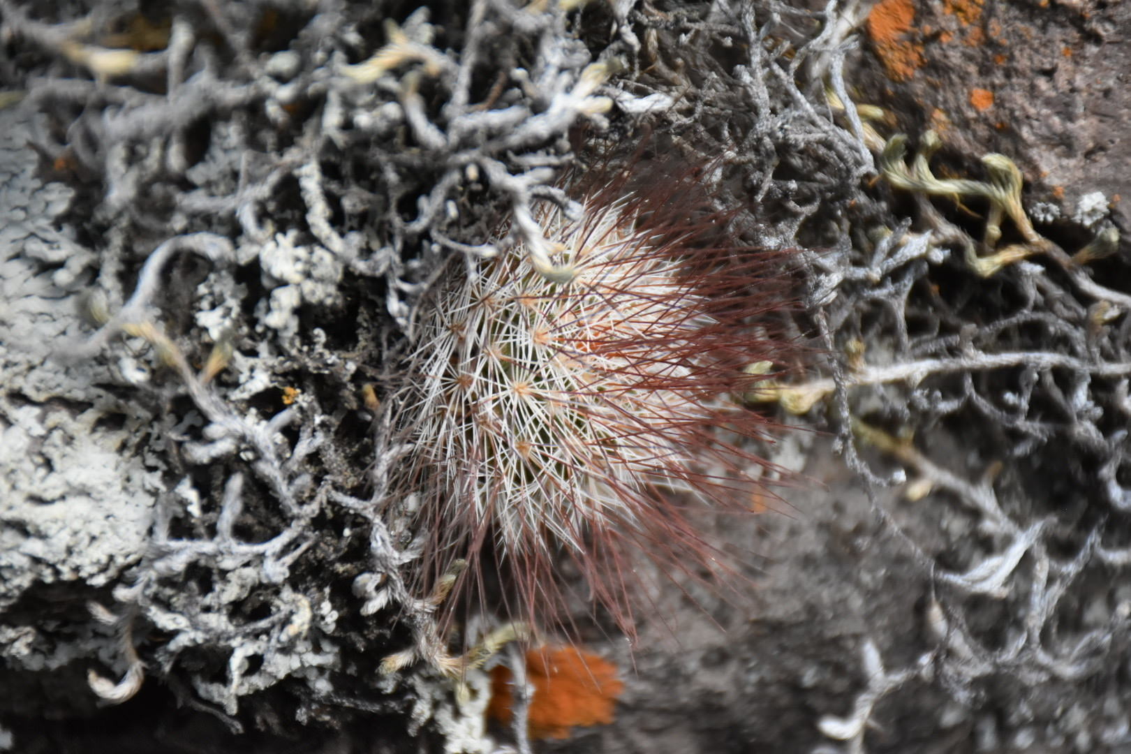 Mammillaria marcosii